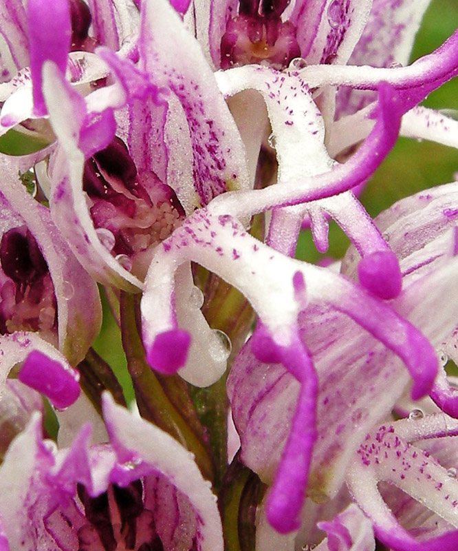 V.M. 18 - anche le Orchis simia c''e l''hanno....ritto!!!!